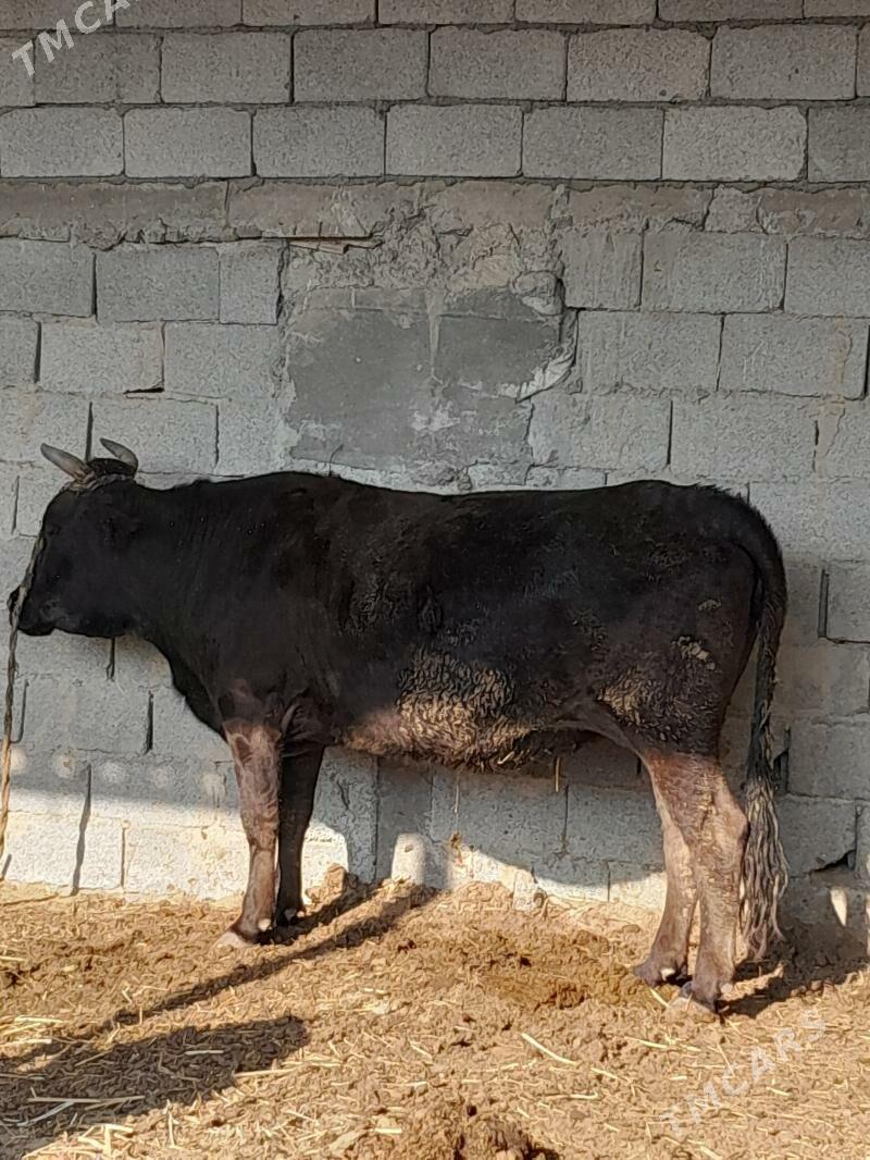 gysyr sygyr - Гёкдепе - img 4