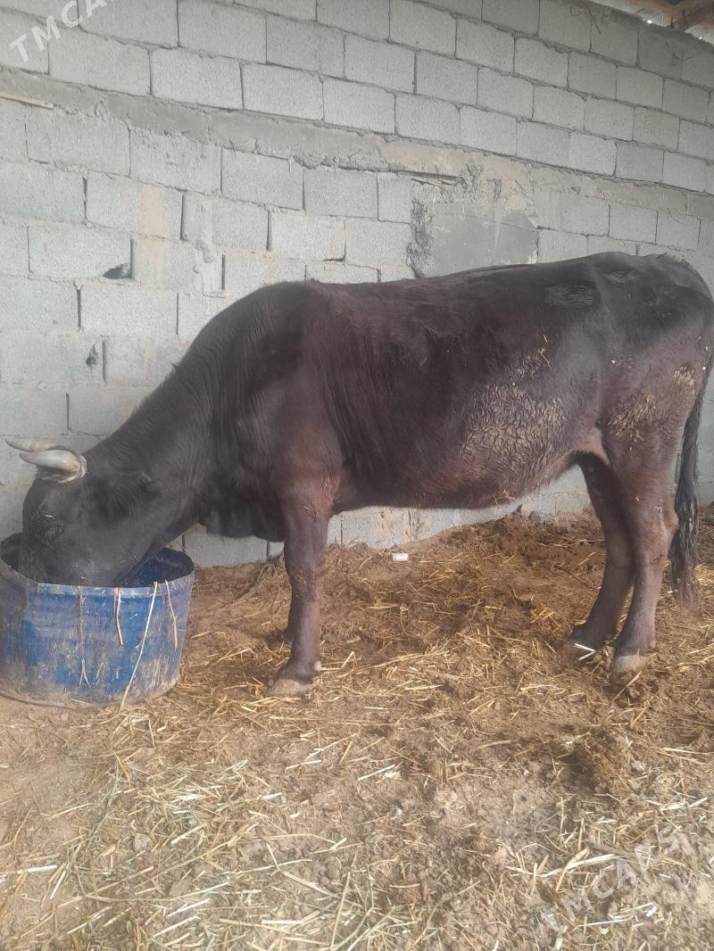 gysyr sygyr - Гёкдепе - img 1