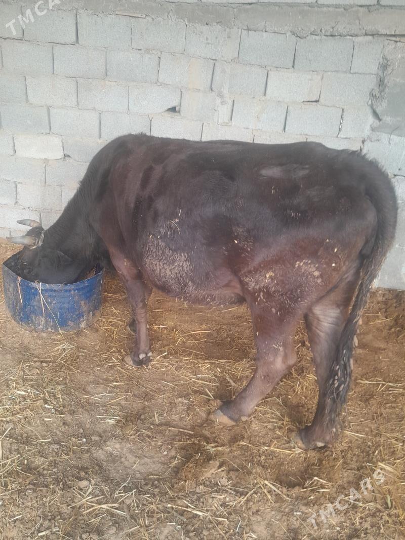 gysyr sygyr - Гёкдепе - img 3