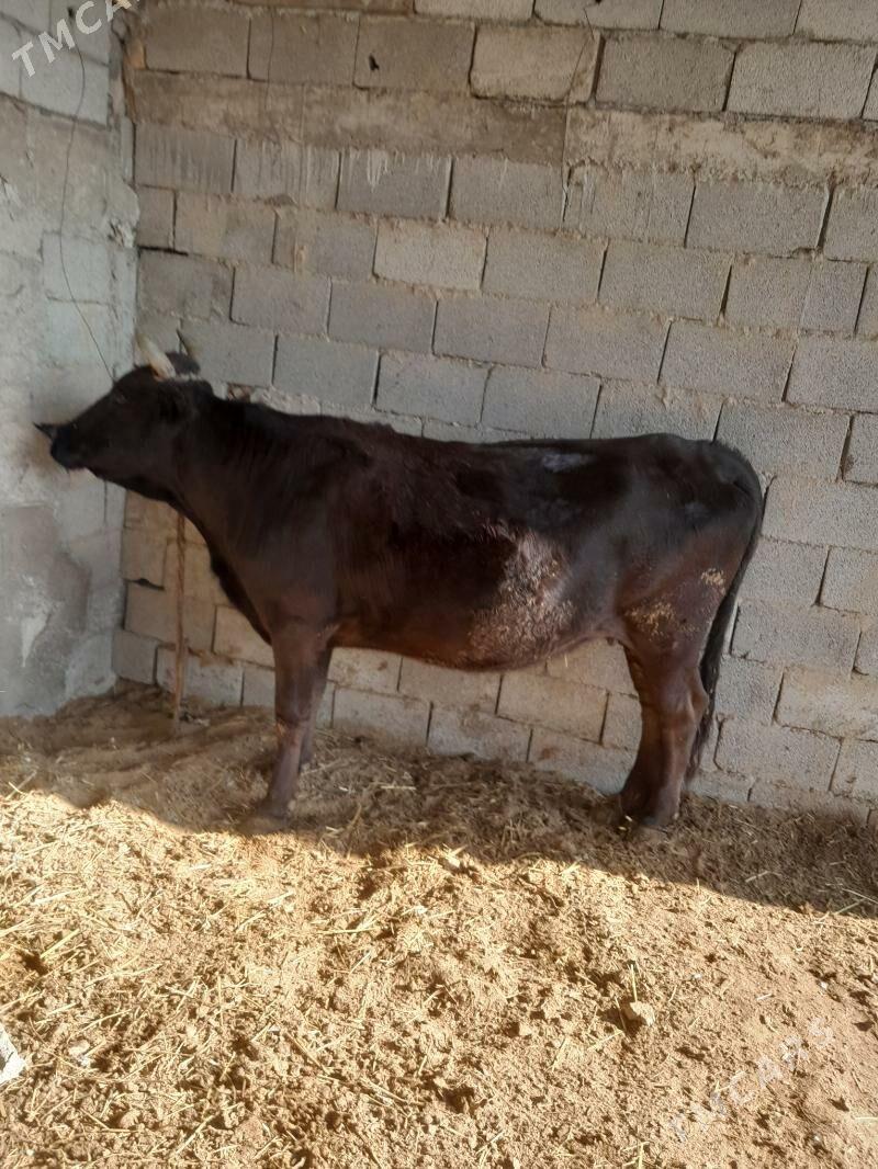 gysyr sygyr - Гёкдепе - img 2