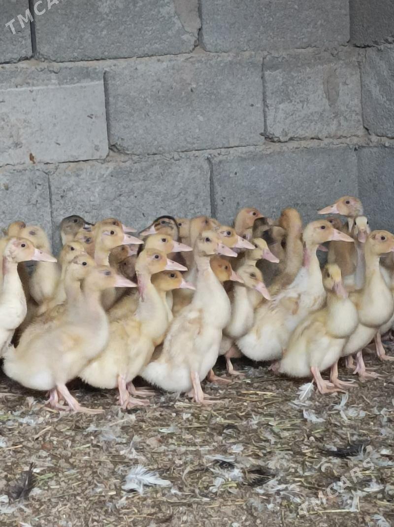 1aylyk ordekler - Анев - img 4