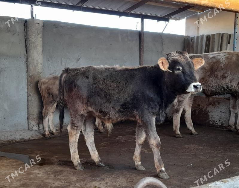 ökûz - Garadamak Şor - img 1