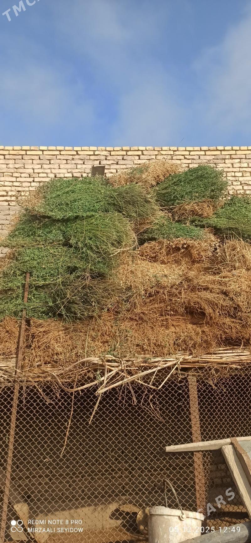 yorunja - Дашогуз - img 1