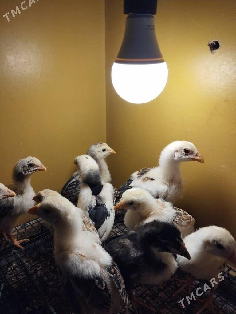 taşkent jüýje - Ашхабад - img 5