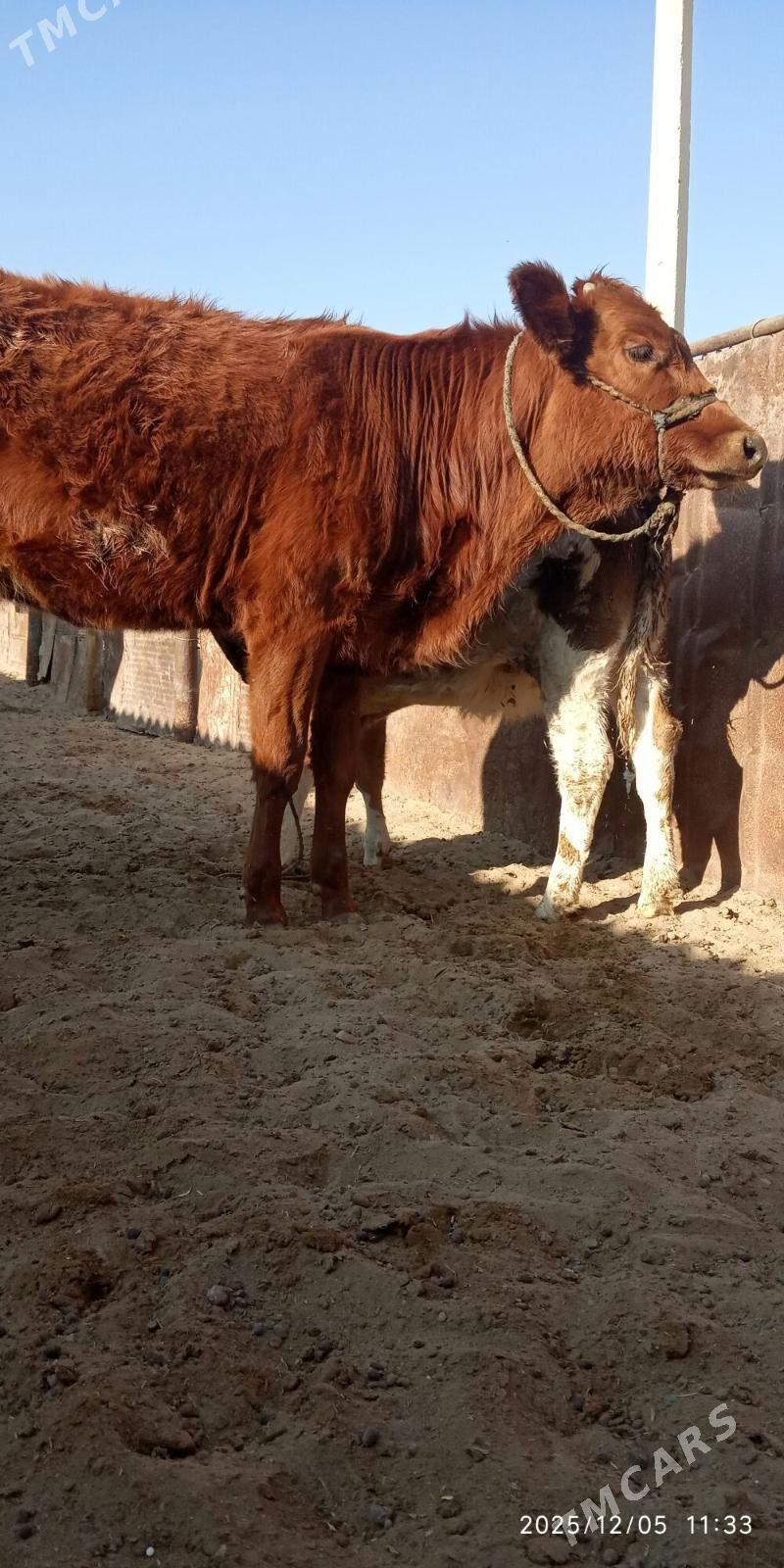 ГАЧАР - Gumdag - img 3