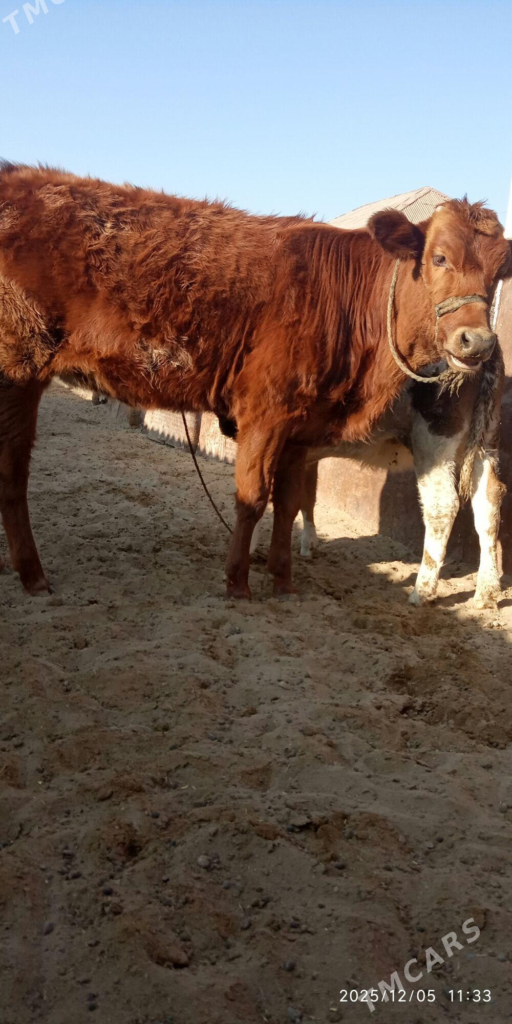 ГАЧАР - Gumdag - img 2