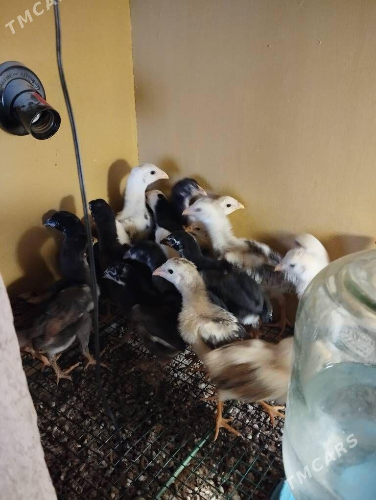 taşkent jüýje - Ашхабад - img 3