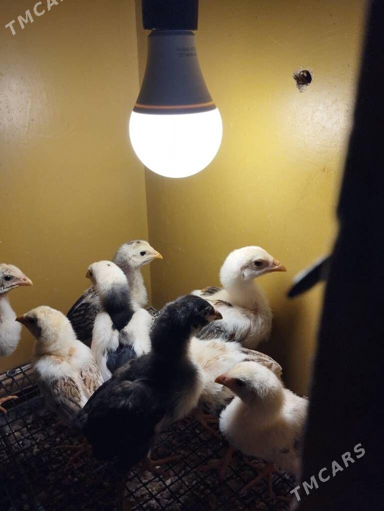 taşkent jüýje - Ашхабад - img 6