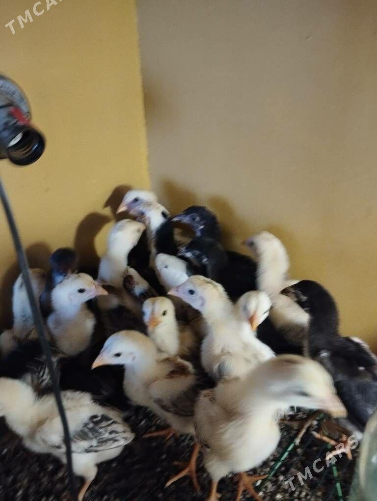 taşkent jüýje - Ашхабад - img 8