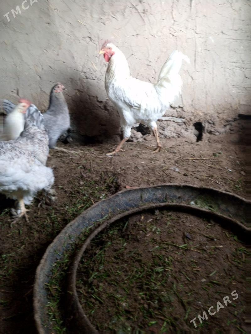 towuk - Мургап - img 7