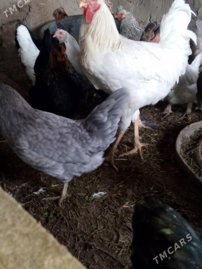 towuk - Мургап - img 4