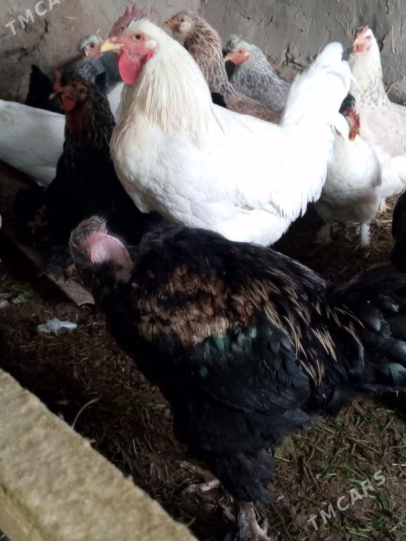 towuk - Мургап - img 2