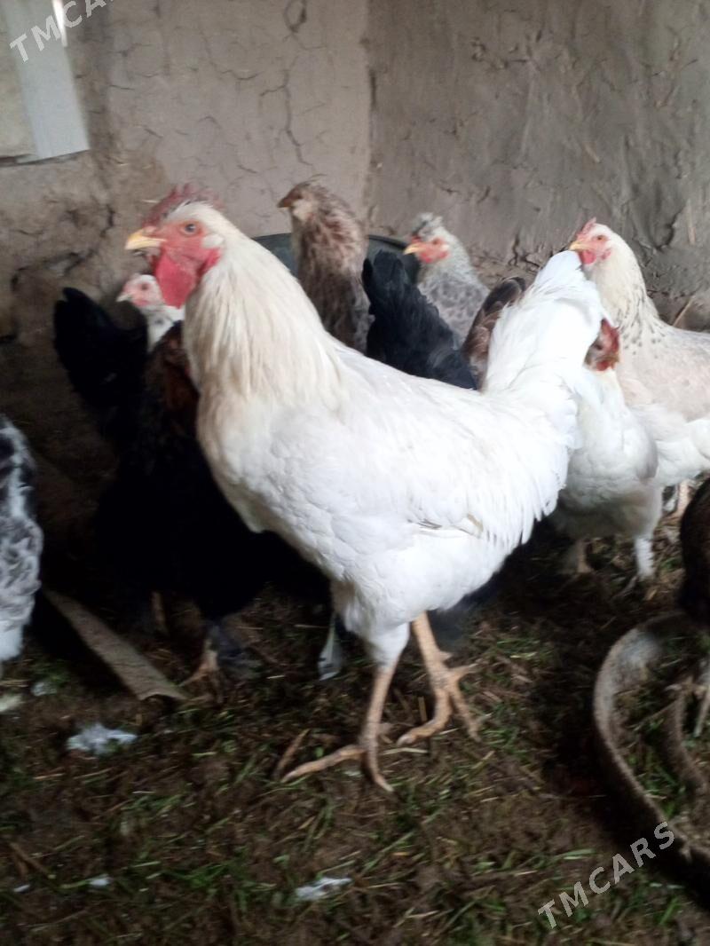 towuk - Мургап - img 1