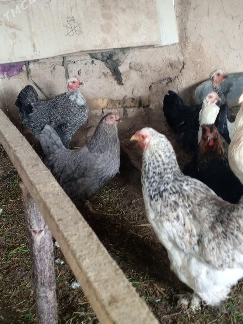 towuk - Мургап - img 8