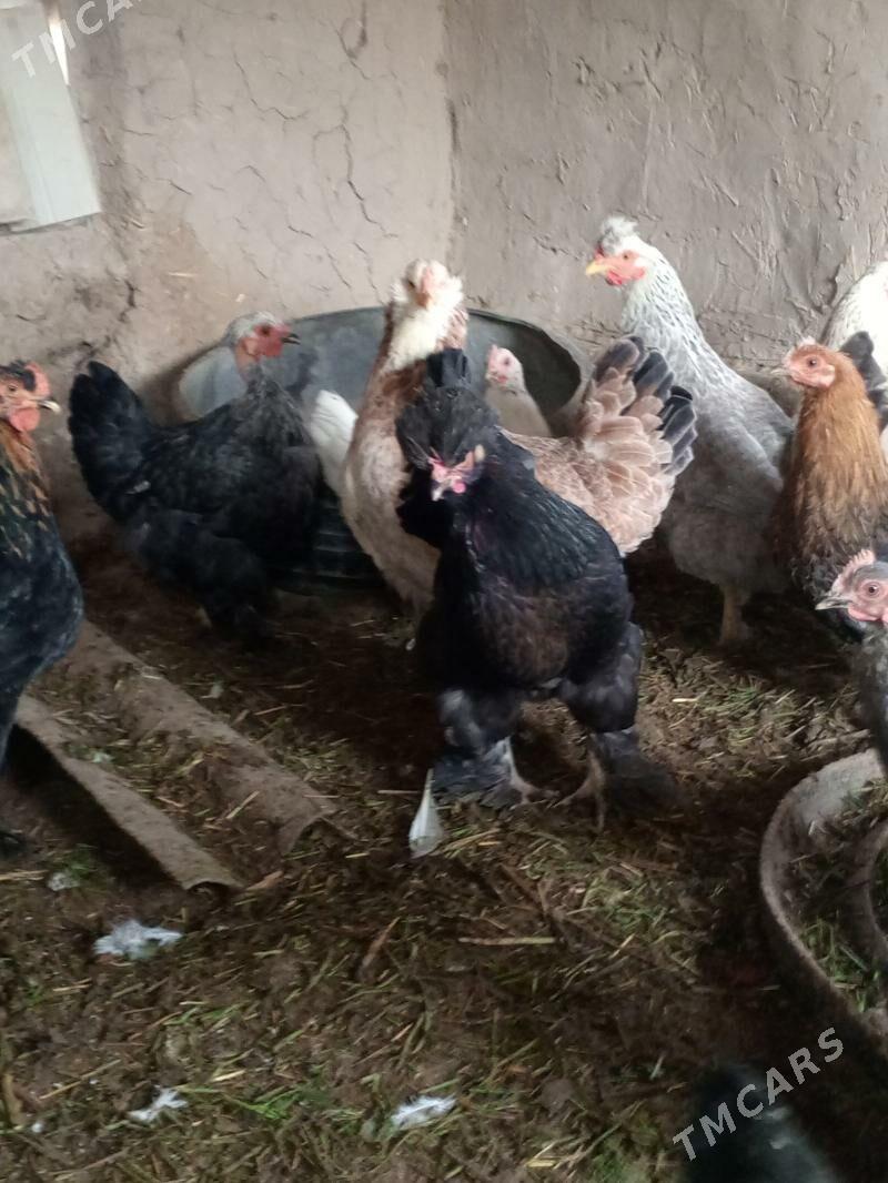 towuk - Мургап - img 6