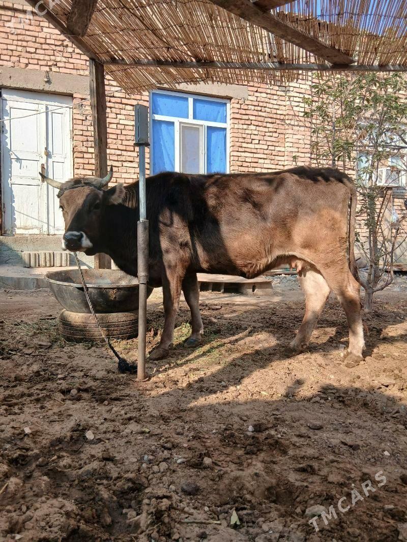 Sygyr - Çoganly - img 1