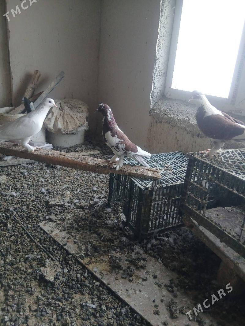 kepderi - Änew - img 5