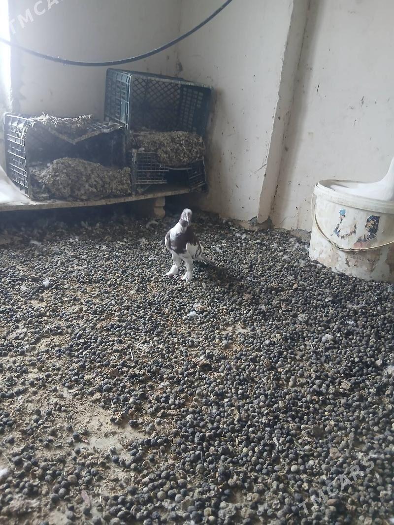 kepderi - Änew - img 6