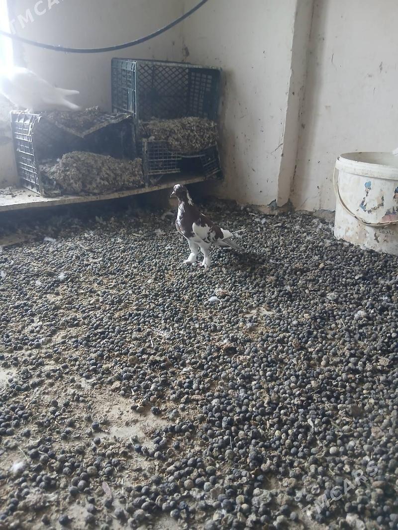 kepderi - Änew - img 2