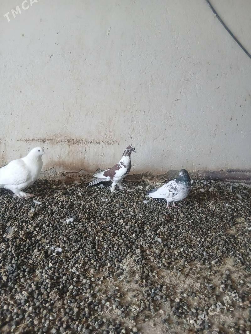 kepderi - Änew - img 4