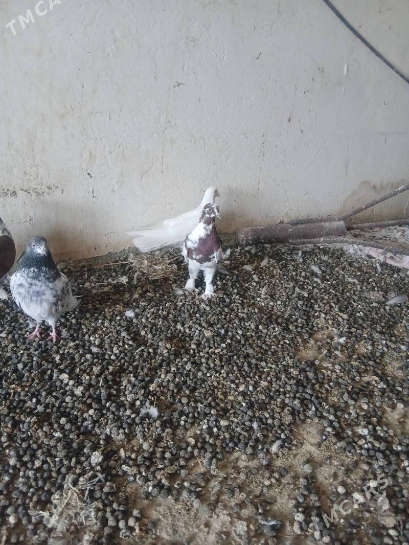 kepderi - Änew - img 3