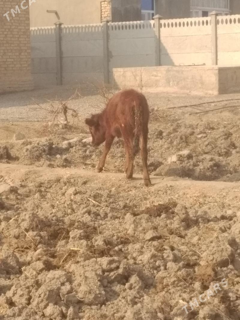 guljyn - Mary - img 5