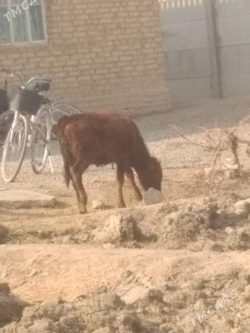 guljyn - Mary - img 2