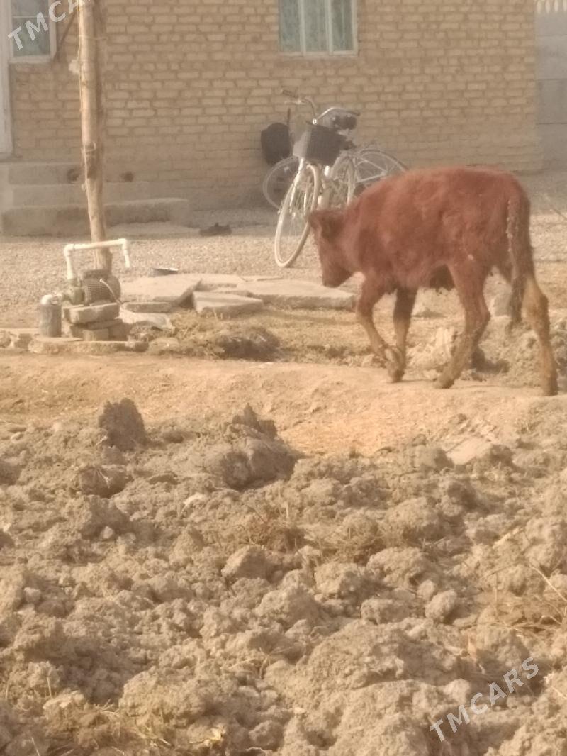 guljyn - Mary - img 3