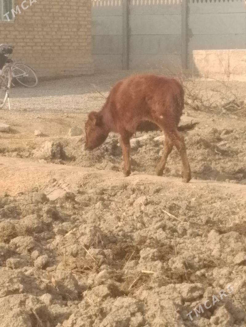 guljyn - Mary - img 4