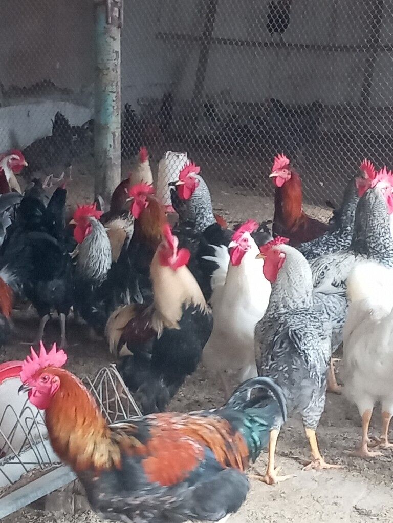 gigant horazlar - Туркменабат - img 3