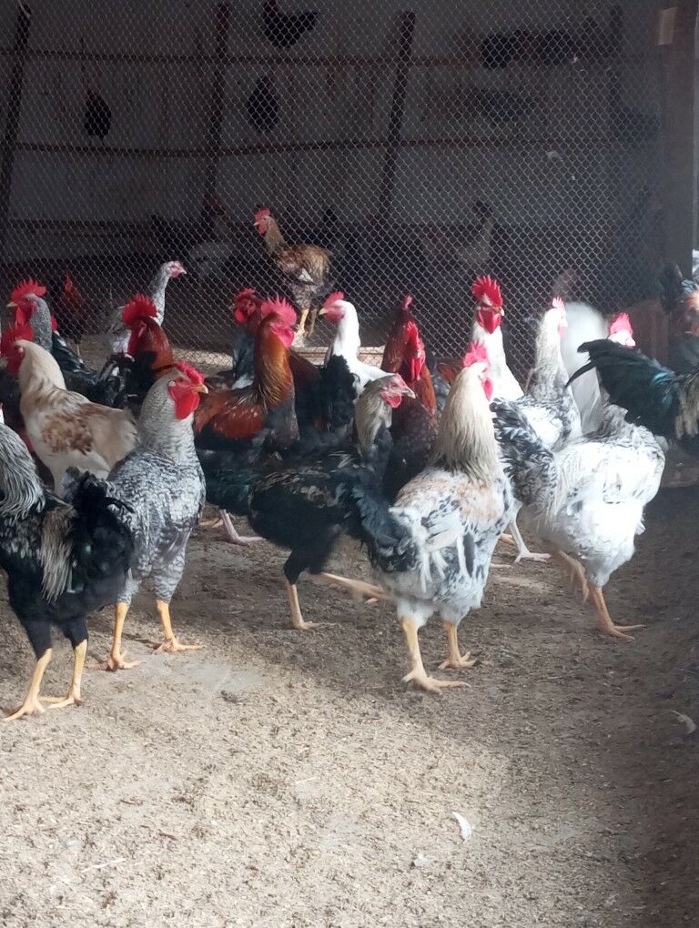 gigant horazlar - Туркменабат - img 4