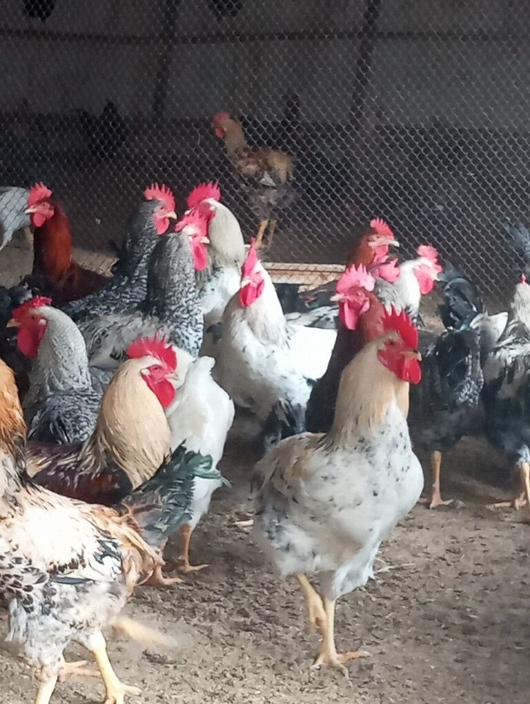 gigant horazlar - Туркменабат - img 2