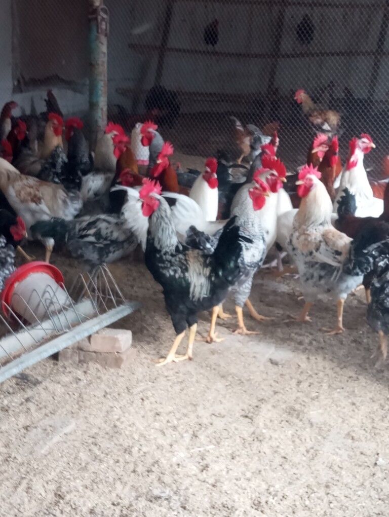 gigant horazlar - Туркменабат - img 5