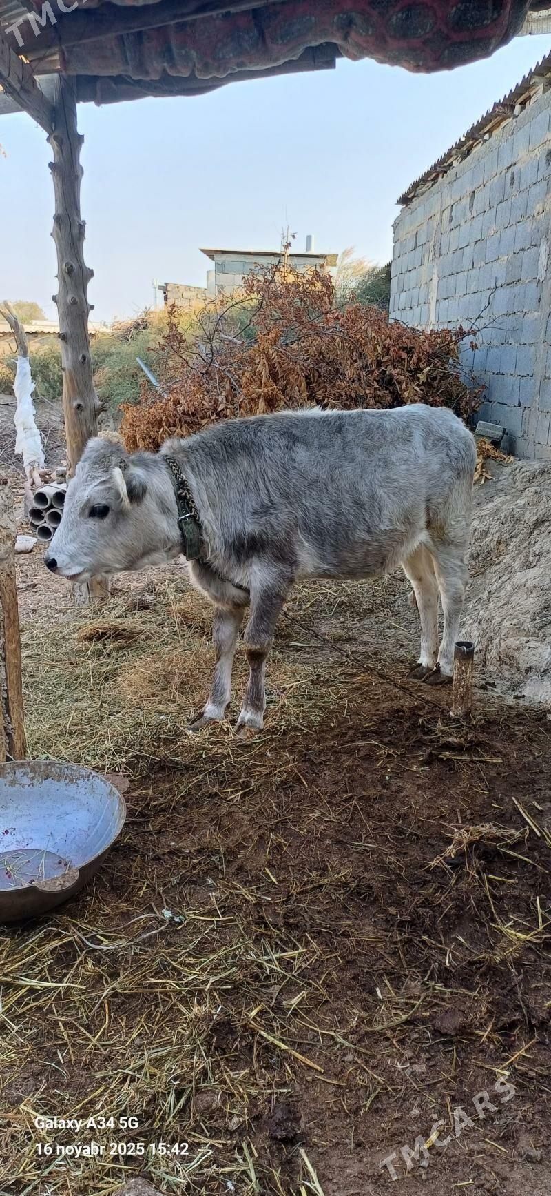 Tuwe - Ашхабад - img 8