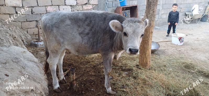 Tuwe - Ашхабад - img 10