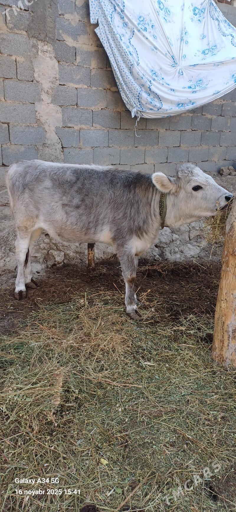 Tuwe - Ашхабад - img 4