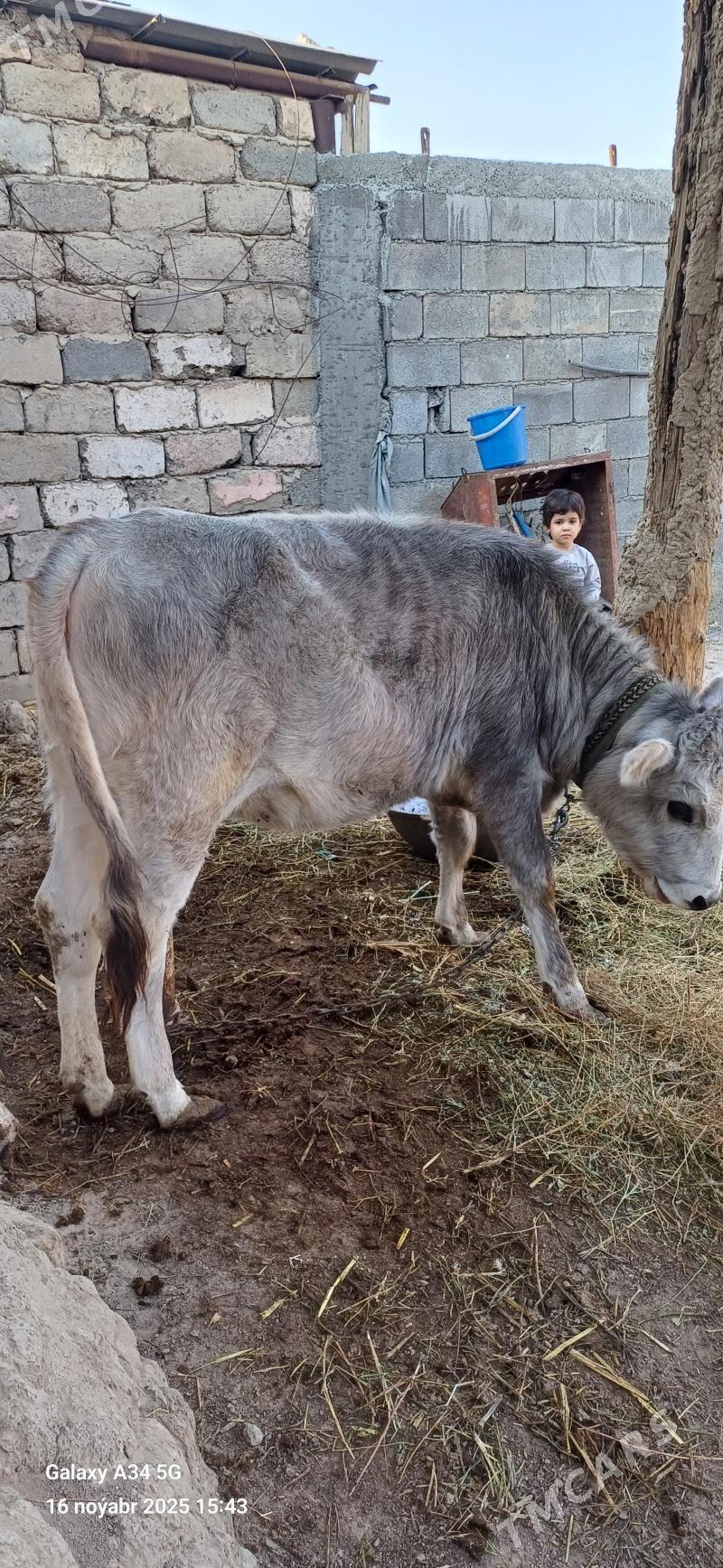 Tuwe - Ашхабад - img 7