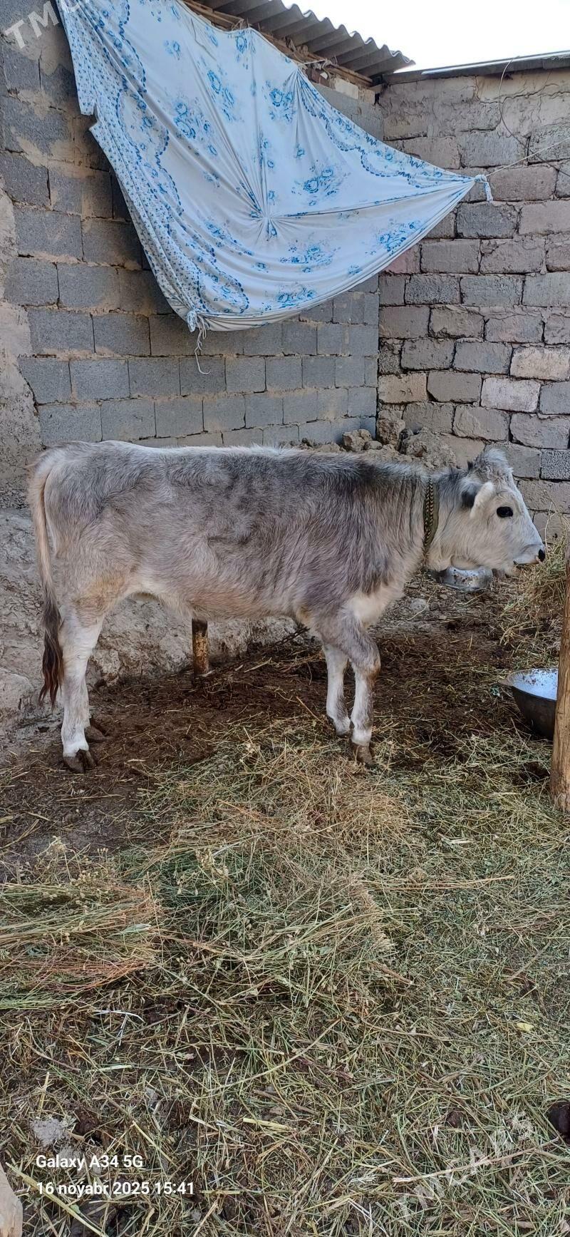 Tuwe - Ашхабад - img 2