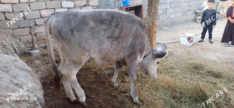 Tuwe - Ашхабад - img 11