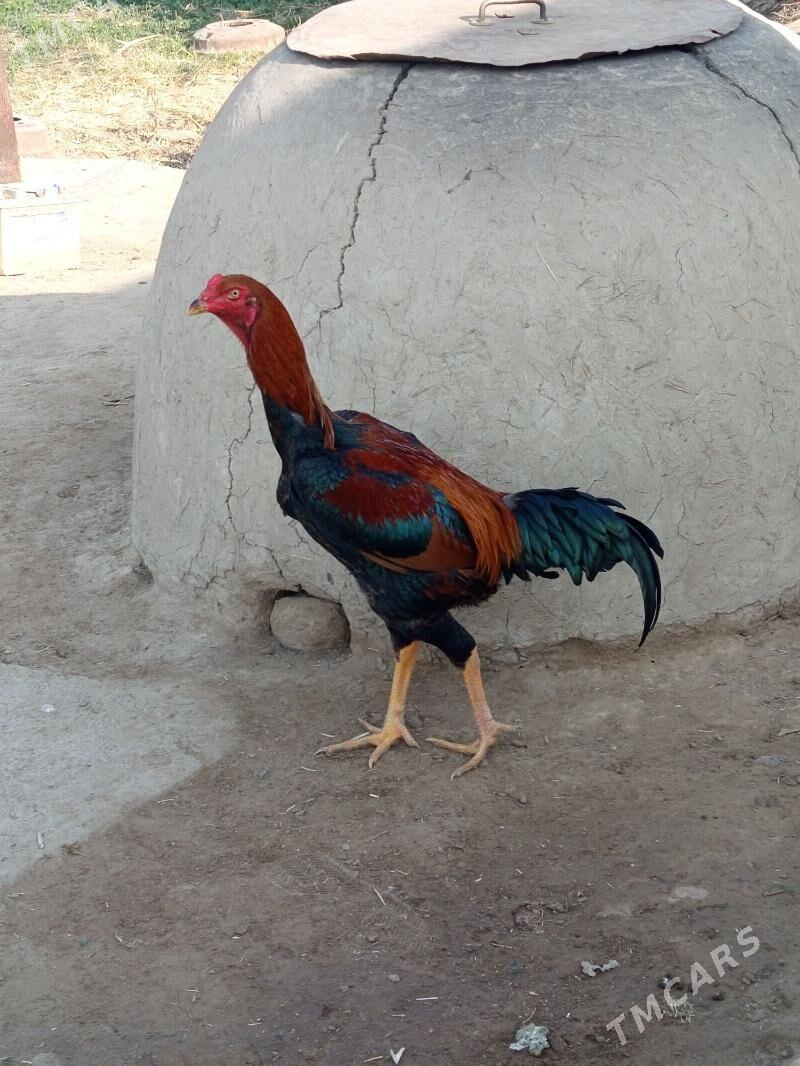 horaz - Murgap - img 2