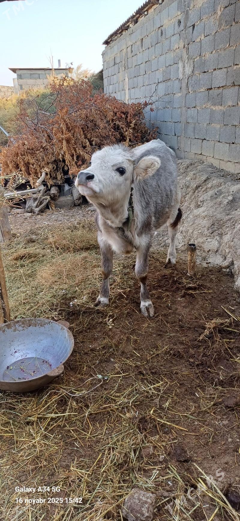 Tuwe - Ашхабад - img 3