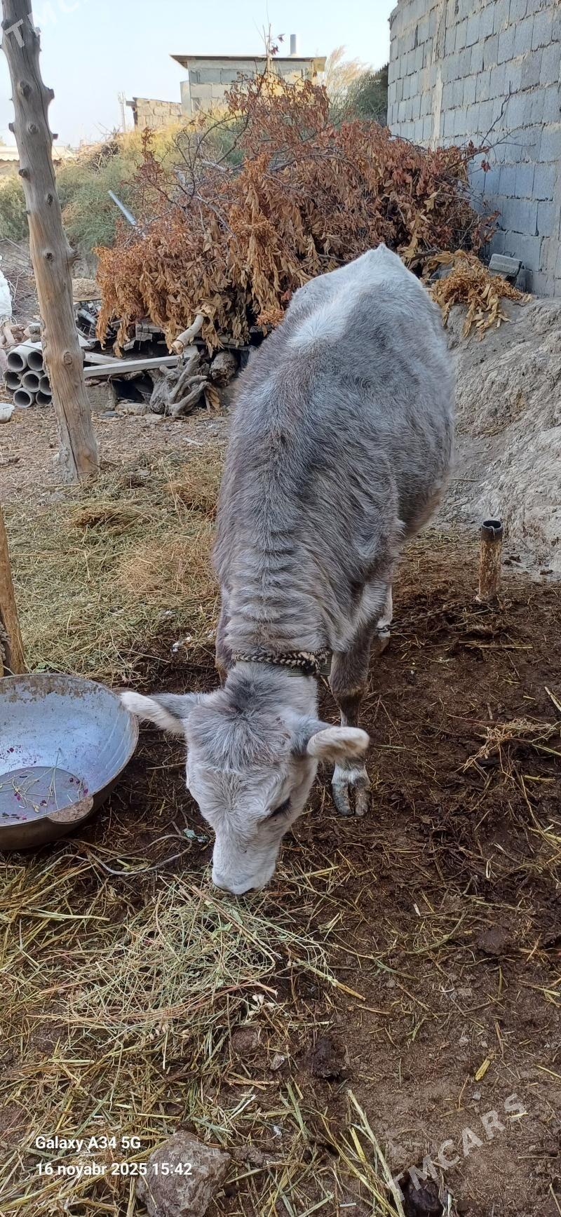 Tuwe - Ашхабад - img 9