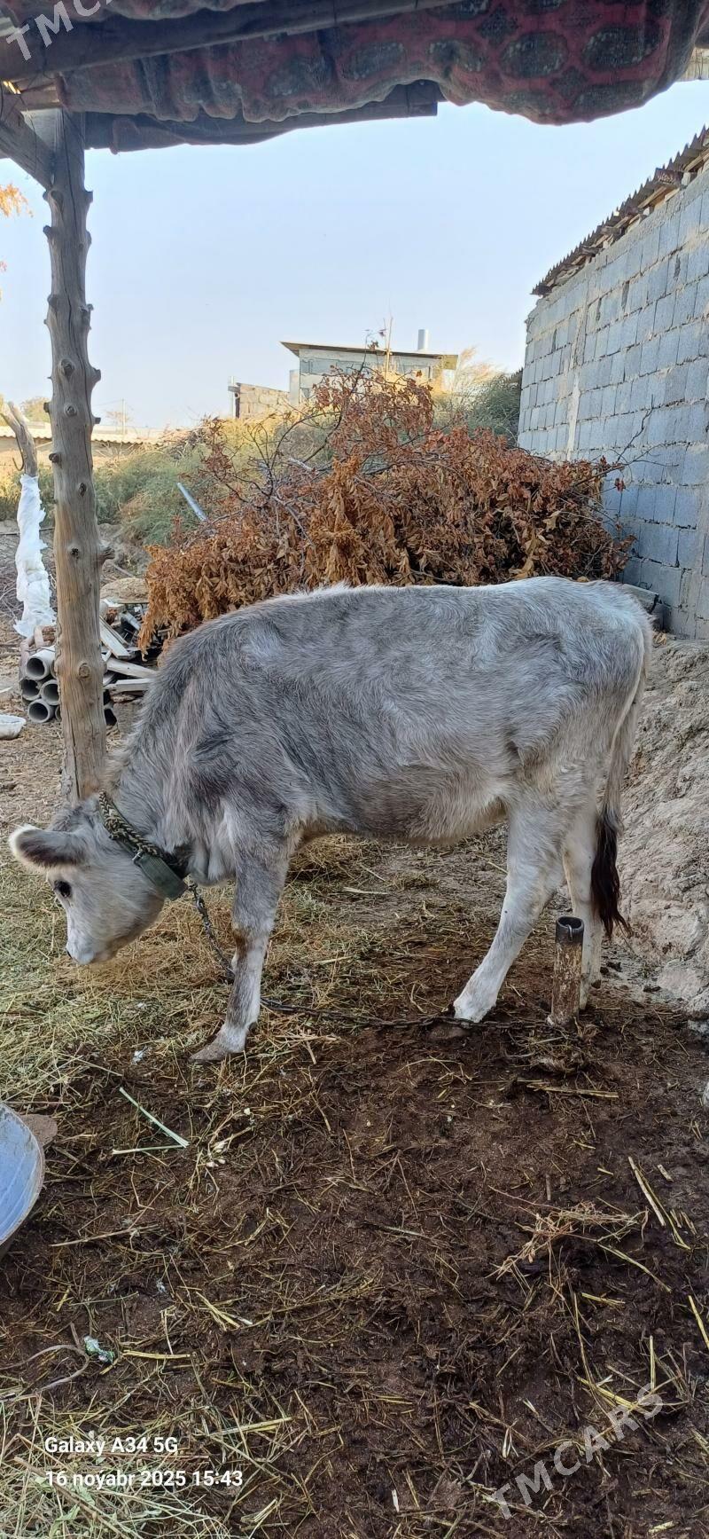 Tuwe - Ашхабад - img 6