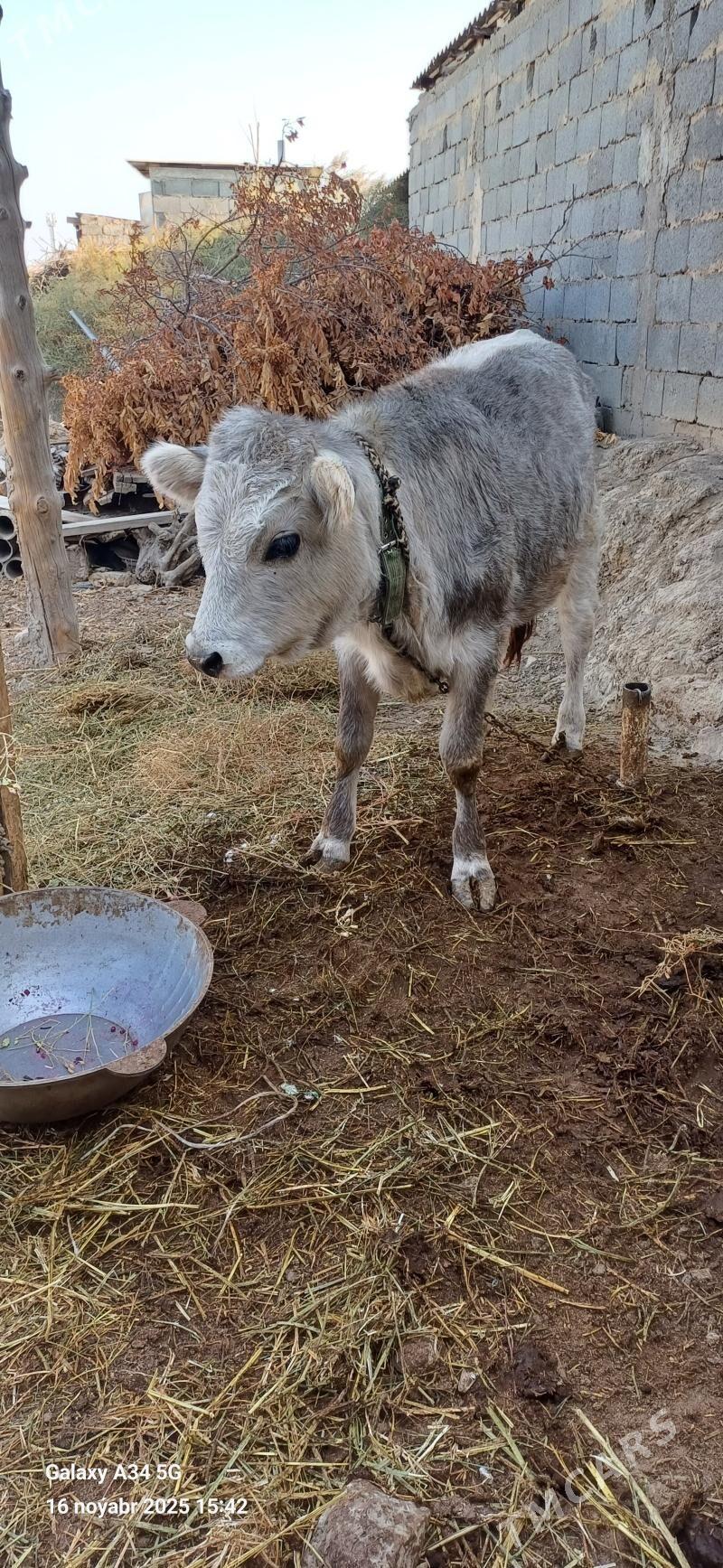 Tuwe - Ашхабад - img 5