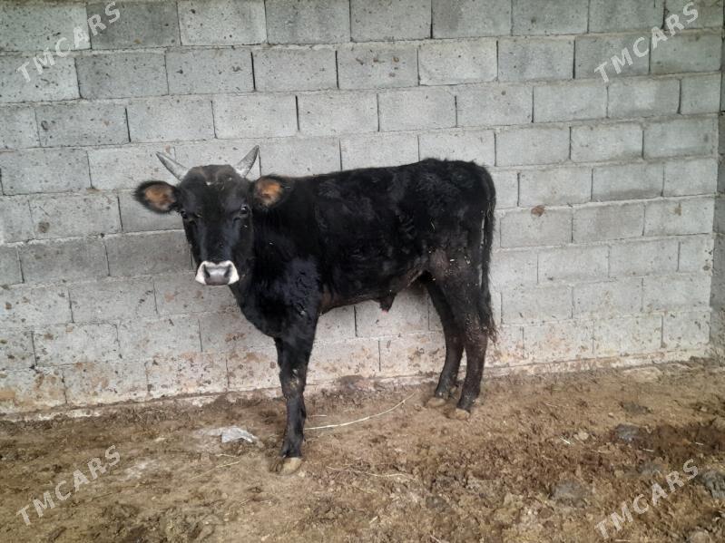 Şiwes ÖKIZ - Багир - img 5