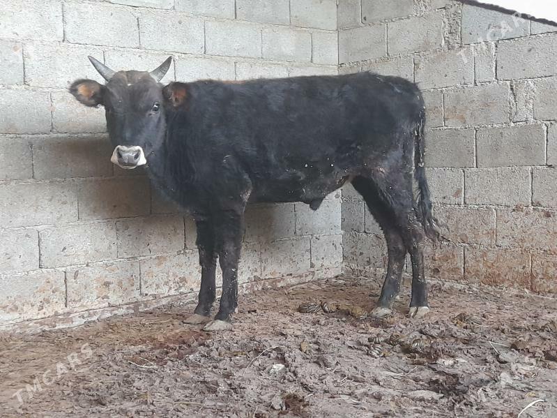 Şiwes ÖKIZ - Багир - img 10