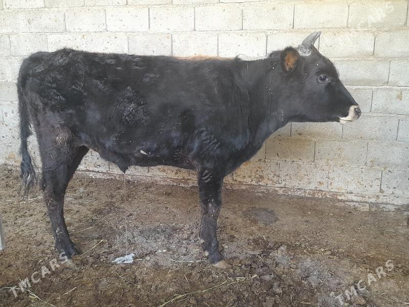 Şiwes ÖKIZ - Багир - img 6