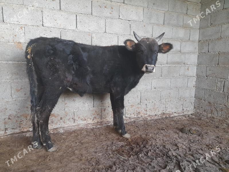 Şiwes ÖKIZ - Багир - img 9