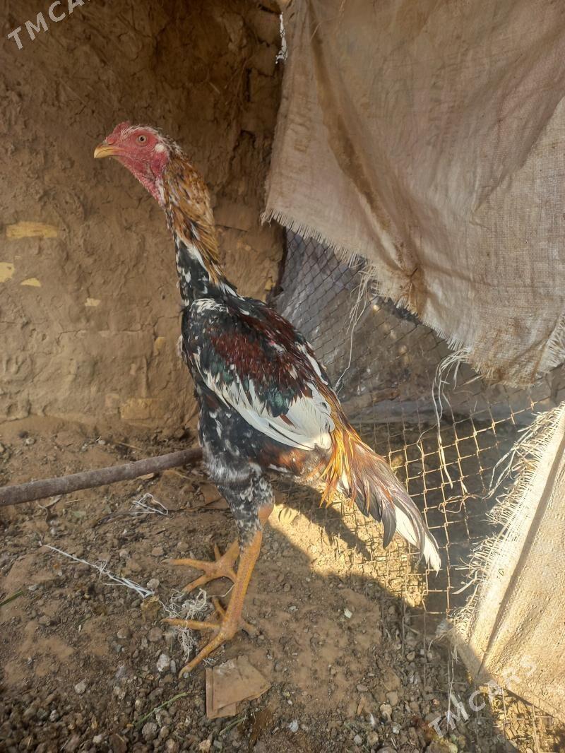 Alaşa Horoz - Mary - img 2