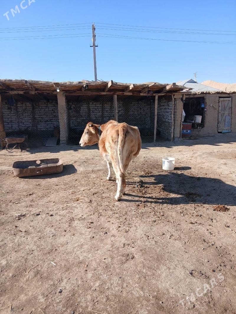 sygyr - Magtymguly - img 2